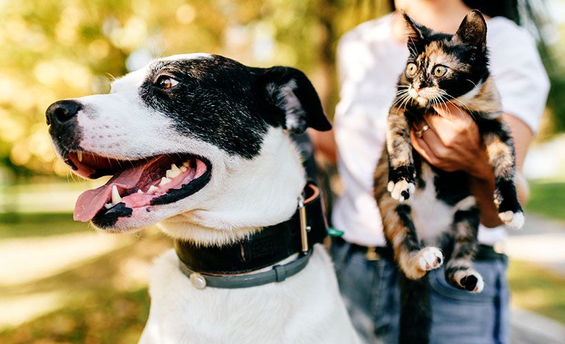 large dog and kitten taking a walk in the park with his owner