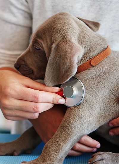 veterinarian checking a dog's health