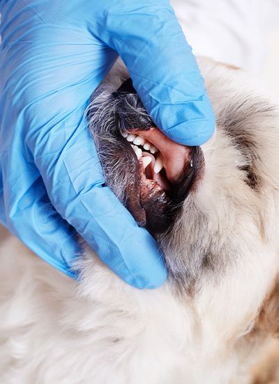 sad beagle dog looking away over shoulder of his owner