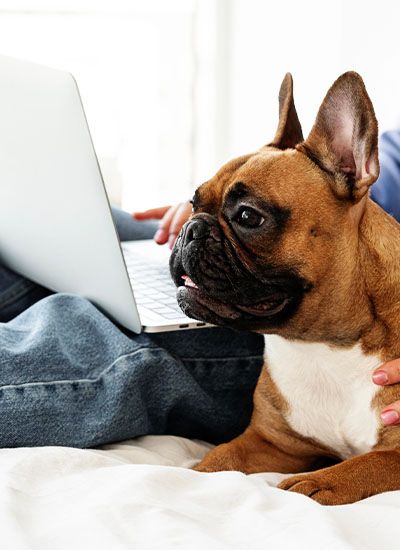 French bulldog owner having her telemedicine to check her pet's health problems with her veterinarian