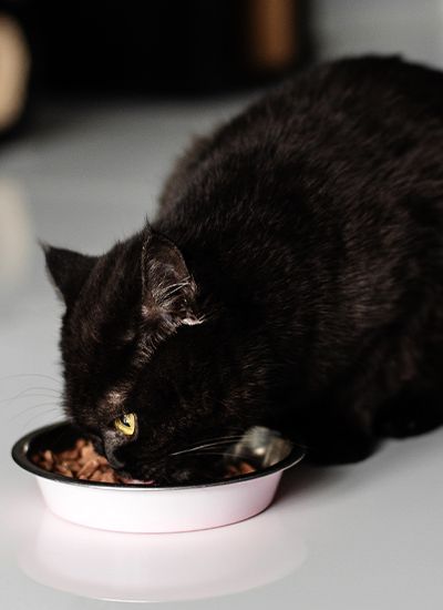 brown scottish cat eating chicken slices in sauce on the kitchen floor