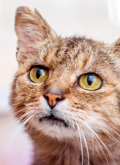 old cat with yellow eyes looking at his owner with blurred background