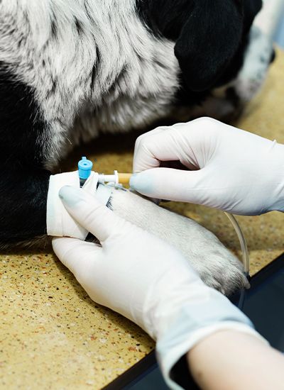 vet puts a catheter on the dog at the veterinary clinic